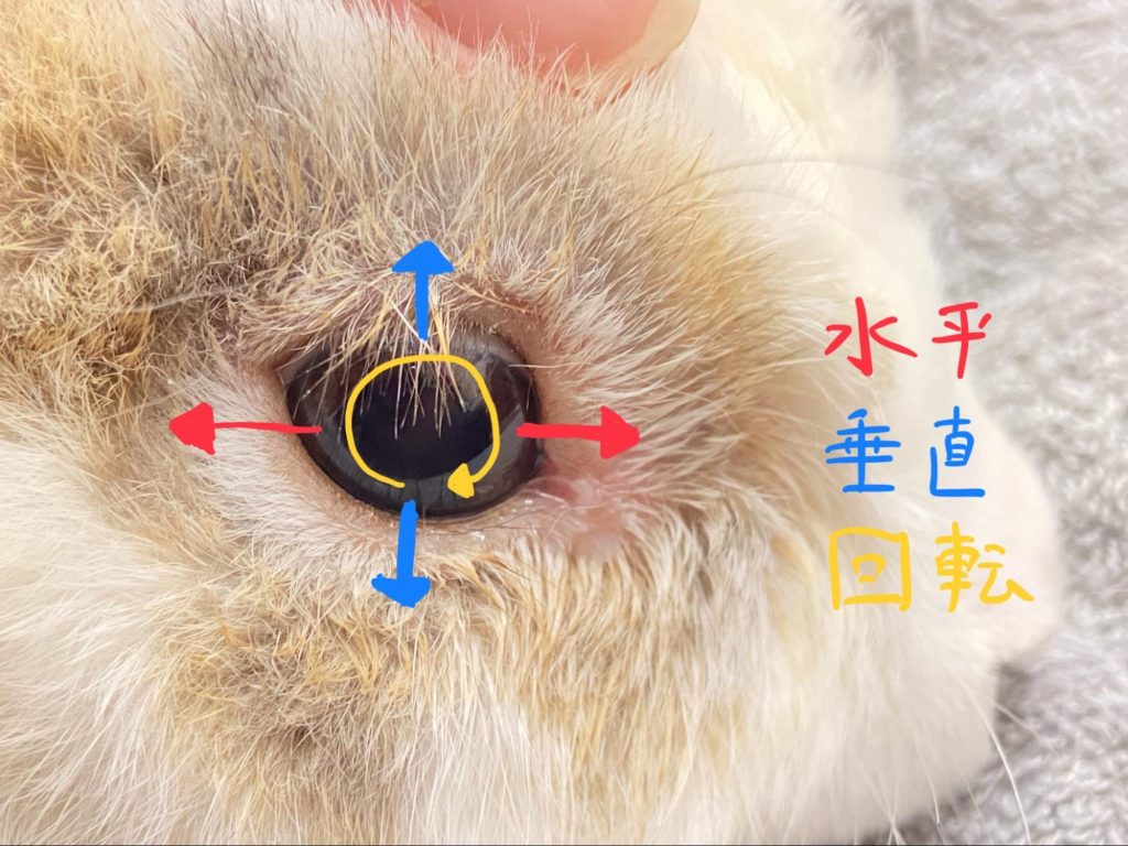 斜頸、眼振、ローリング…前庭障害について