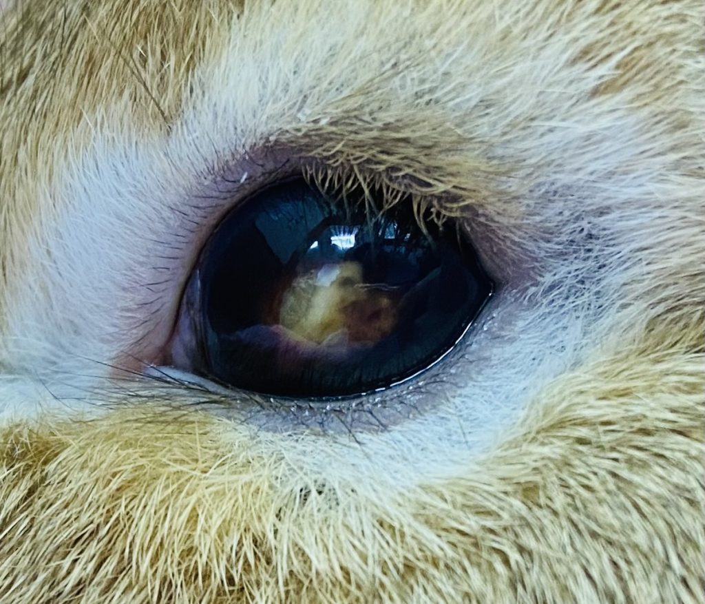 エンセについて詳しく