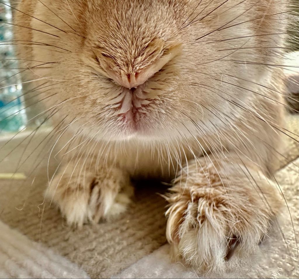 くしゃみ、鼻水、涙…スナッフルについて